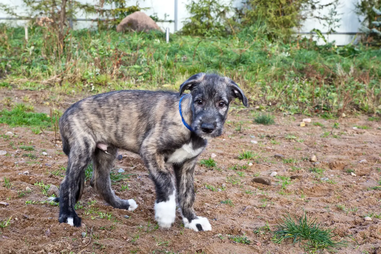Buying an Irish Wolfhound puppy means taking responsibility! Buy Irish Wolfhound puppies.