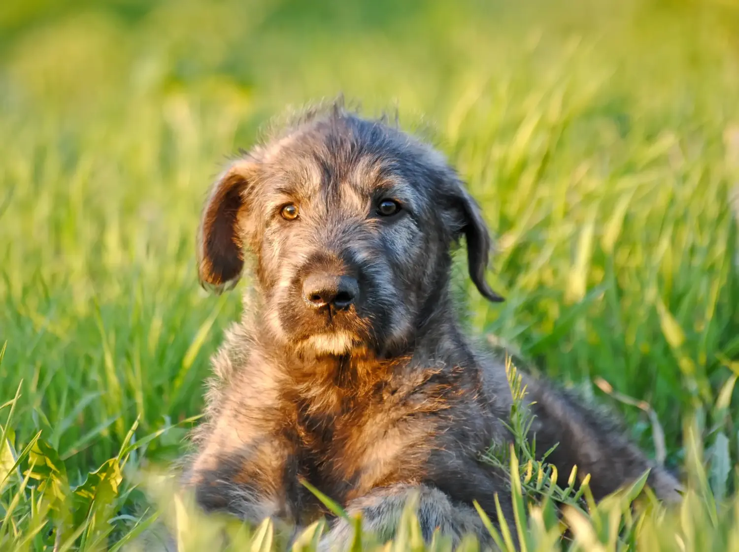 Buying an Irish Wolfhound puppy means taking responsibility! Buy Irish Wolfhound puppies.