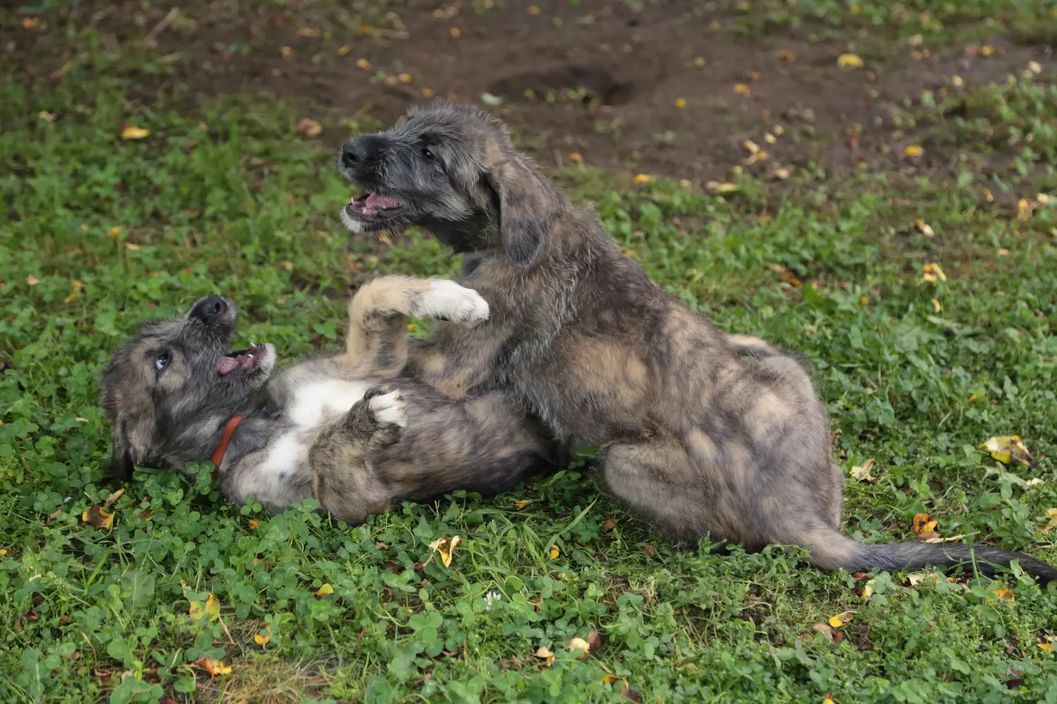 Buying an Irish Wolfhound puppy means taking responsibility! Buy Irish Wolfhound puppies.