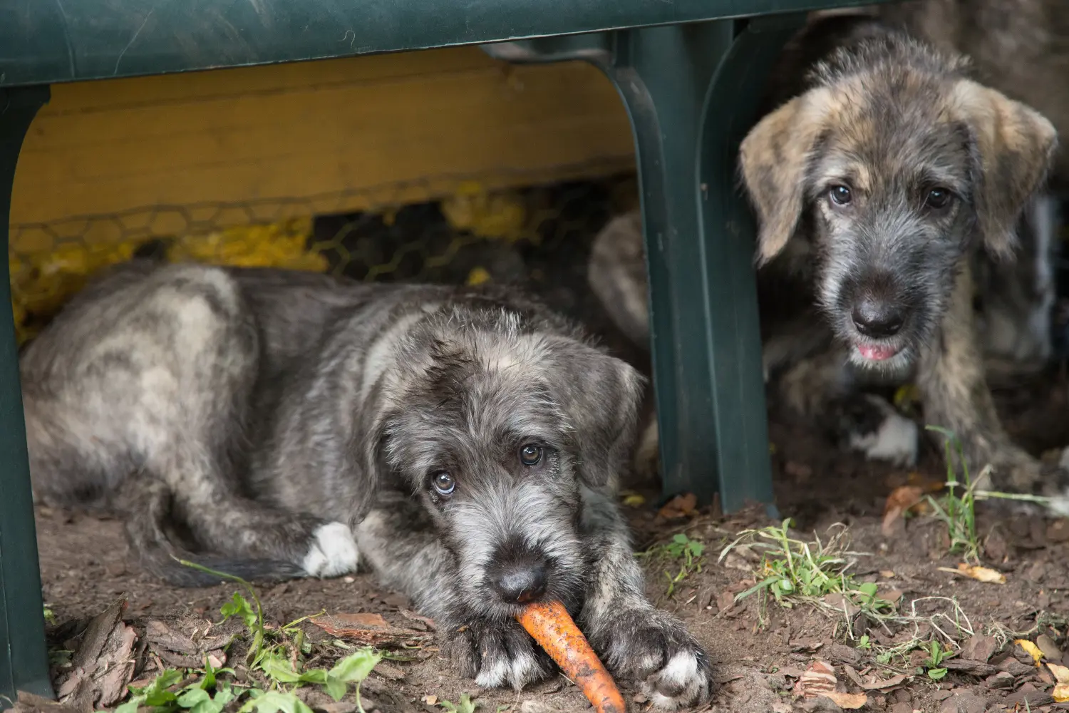 Buying an Irish Wolfhound puppy means taking responsibility! Buy Irish Wolfhound puppies.