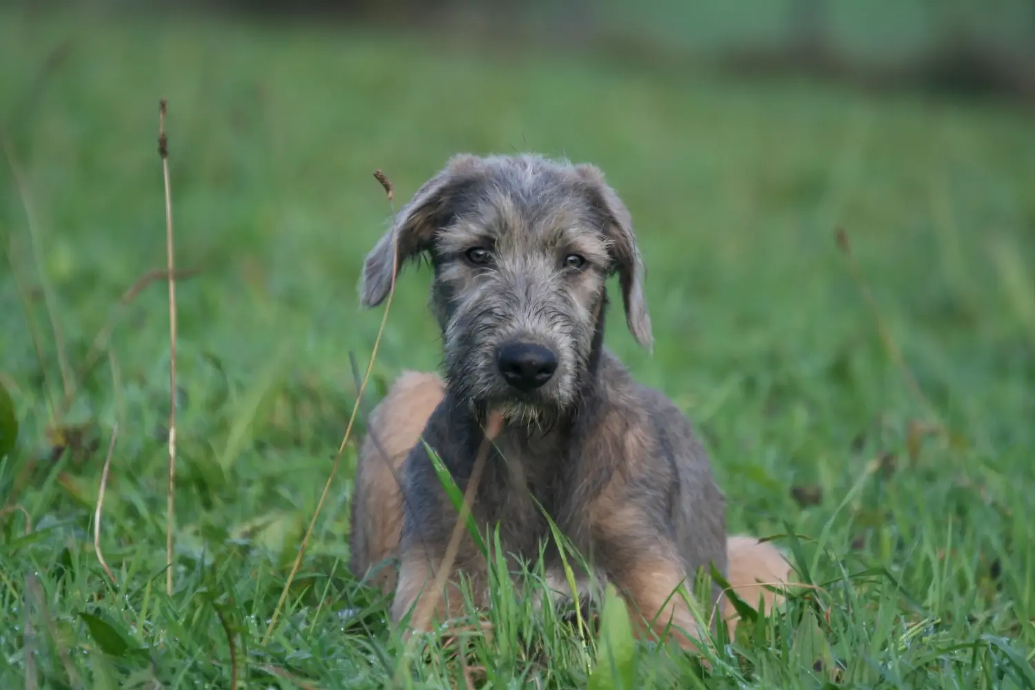 Buying an Irish Wolfhound puppy means taking responsibility! Buy Irish Wolfhound puppies.