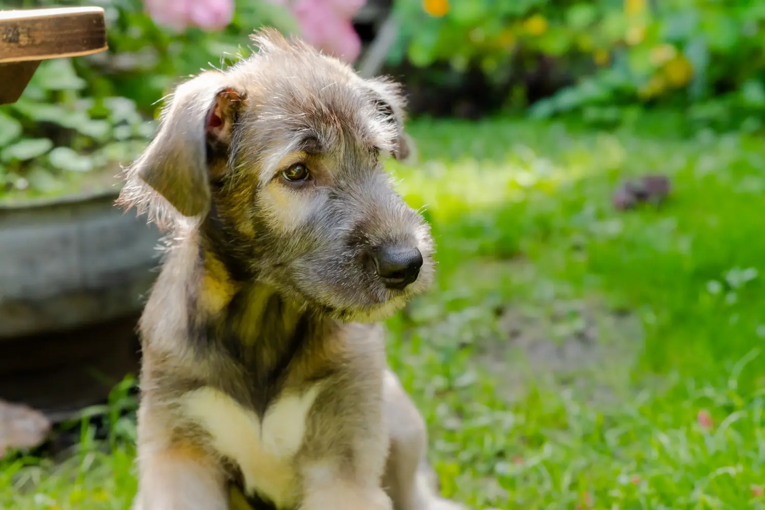Buying an Irish Wolfhound puppy means taking responsibility! Buy Irish Wolfhound puppies.