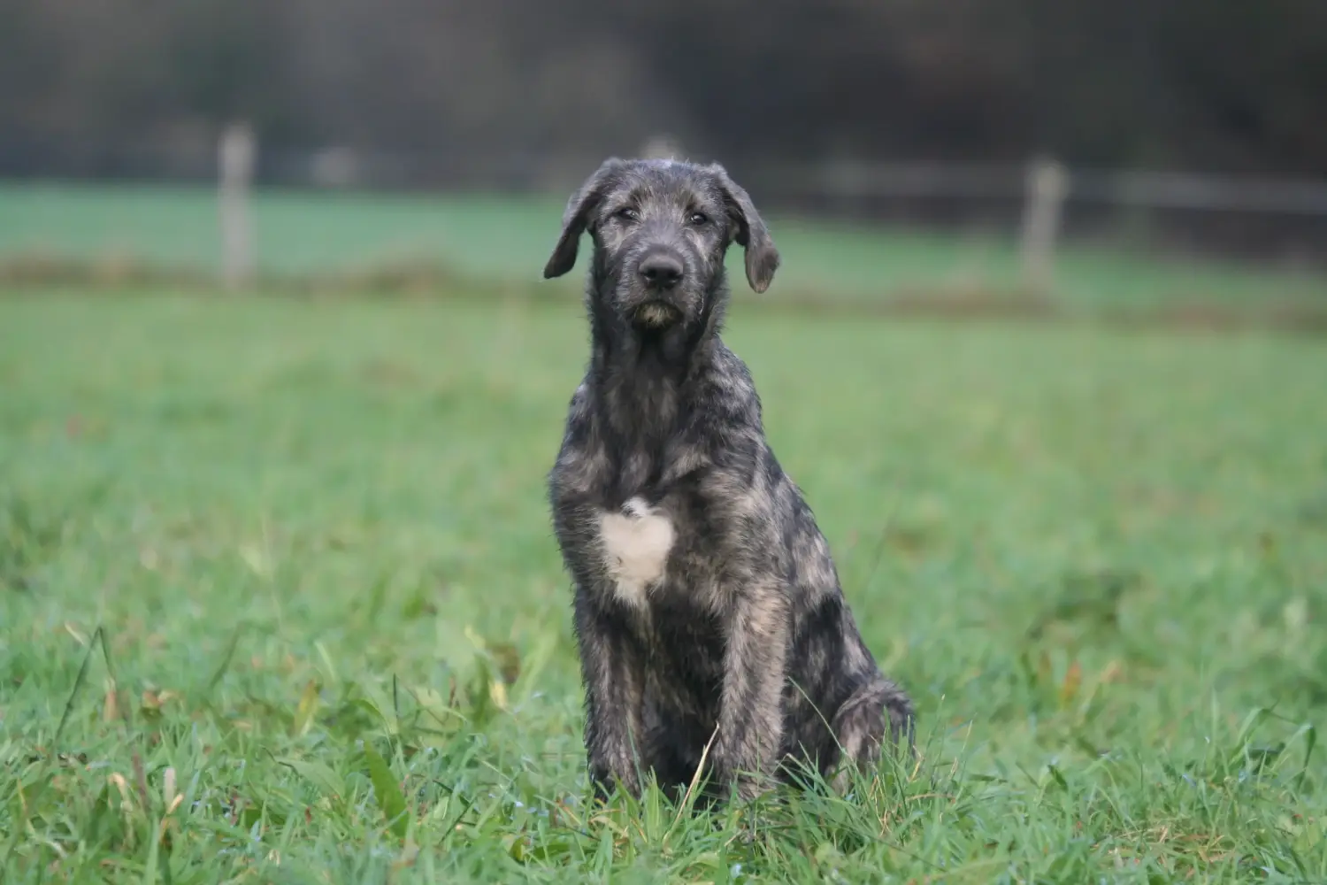 Buying an Irish Wolfhound puppy means taking responsibility! Buy Irish Wolfhound puppies.