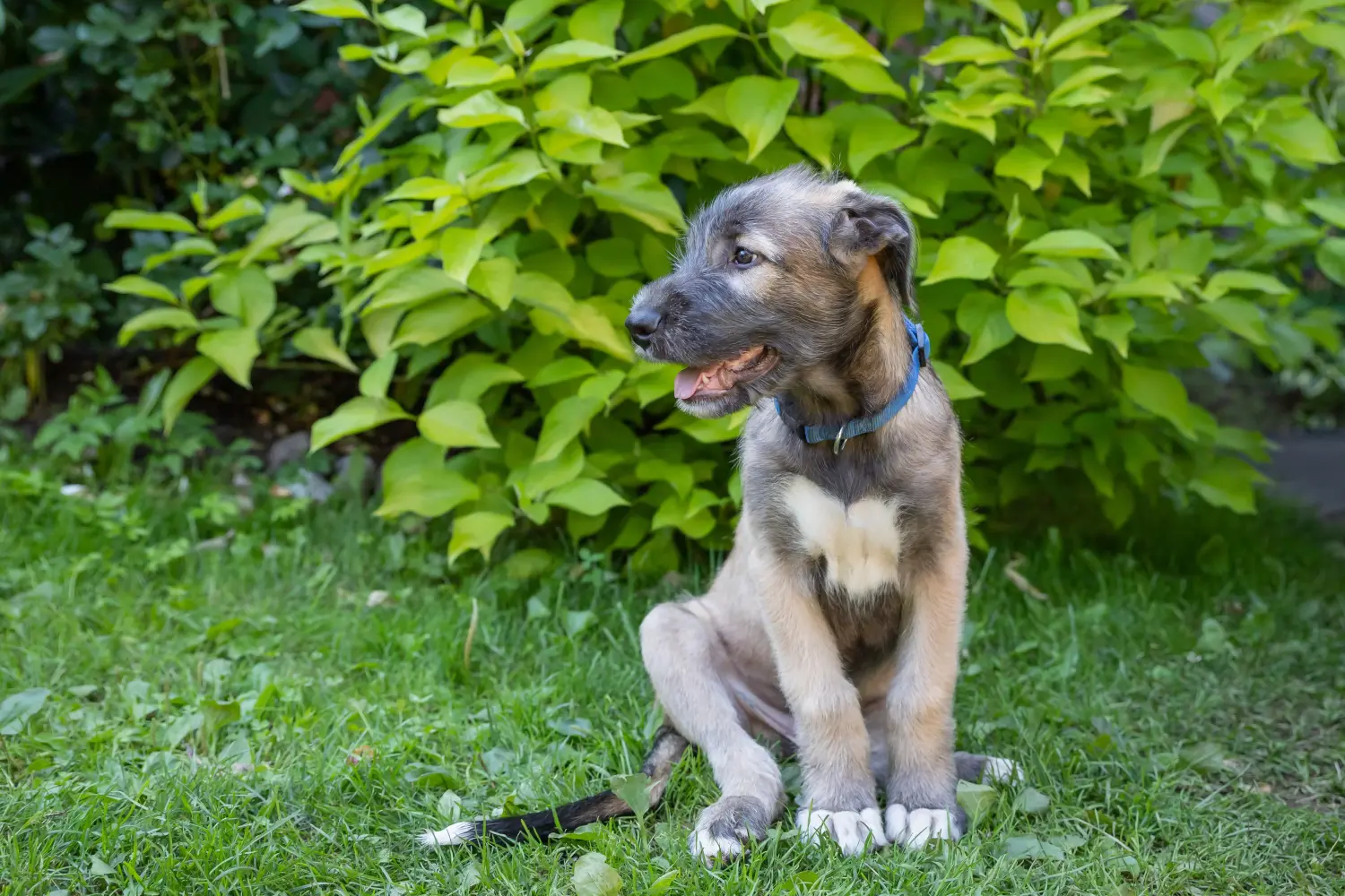 Buying an Irish Wolfhound puppy means taking responsibility! Buy Irish Wolfhound puppies.