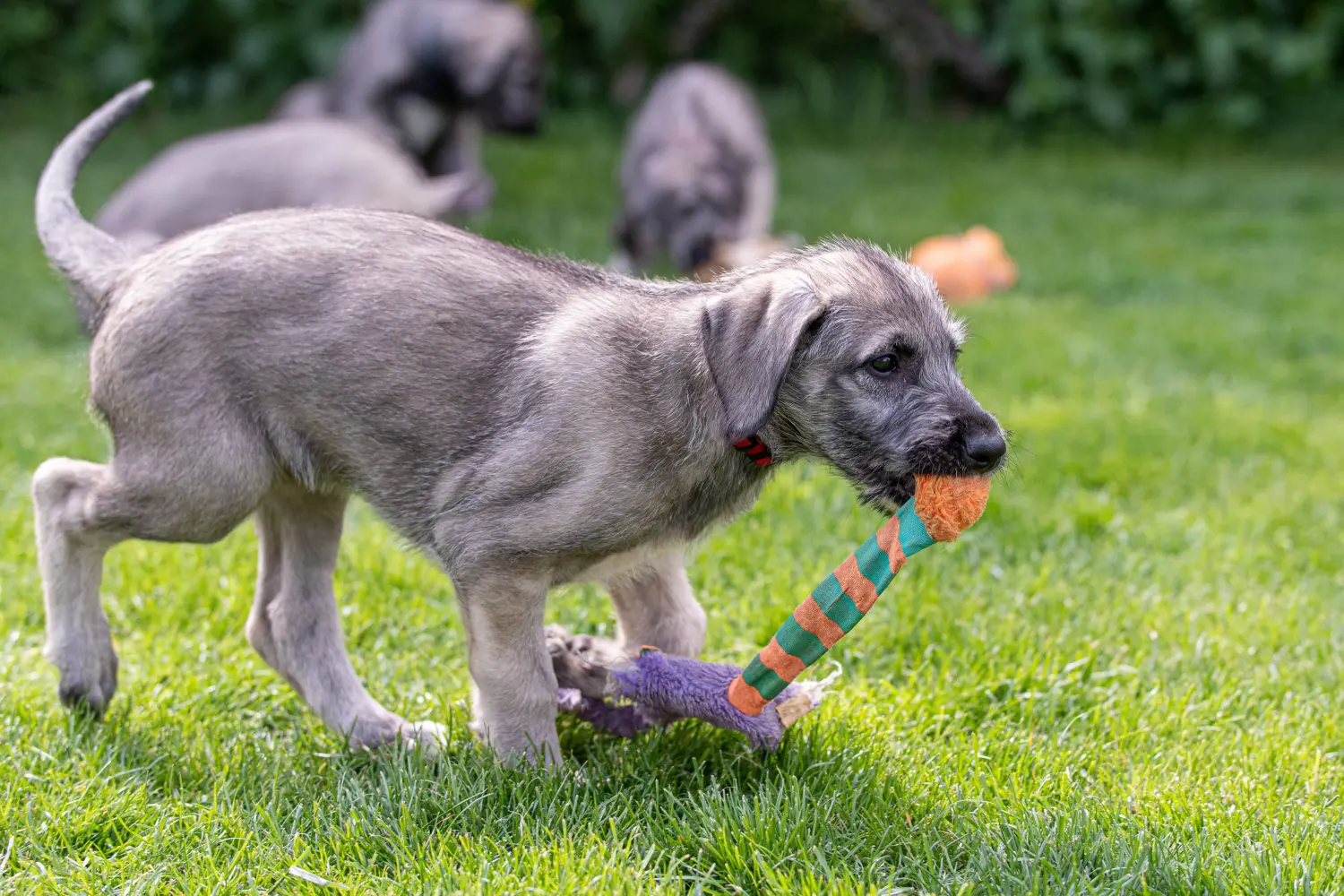 Buying an Irish Wolfhound puppy means taking responsibility! Buy Irish Wolfhound puppies.