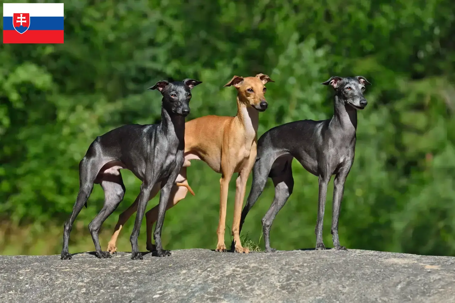 Italian wind chime puppies and breeder Slovakia Here you can find Italian wind chimes breeders in Slovakia.