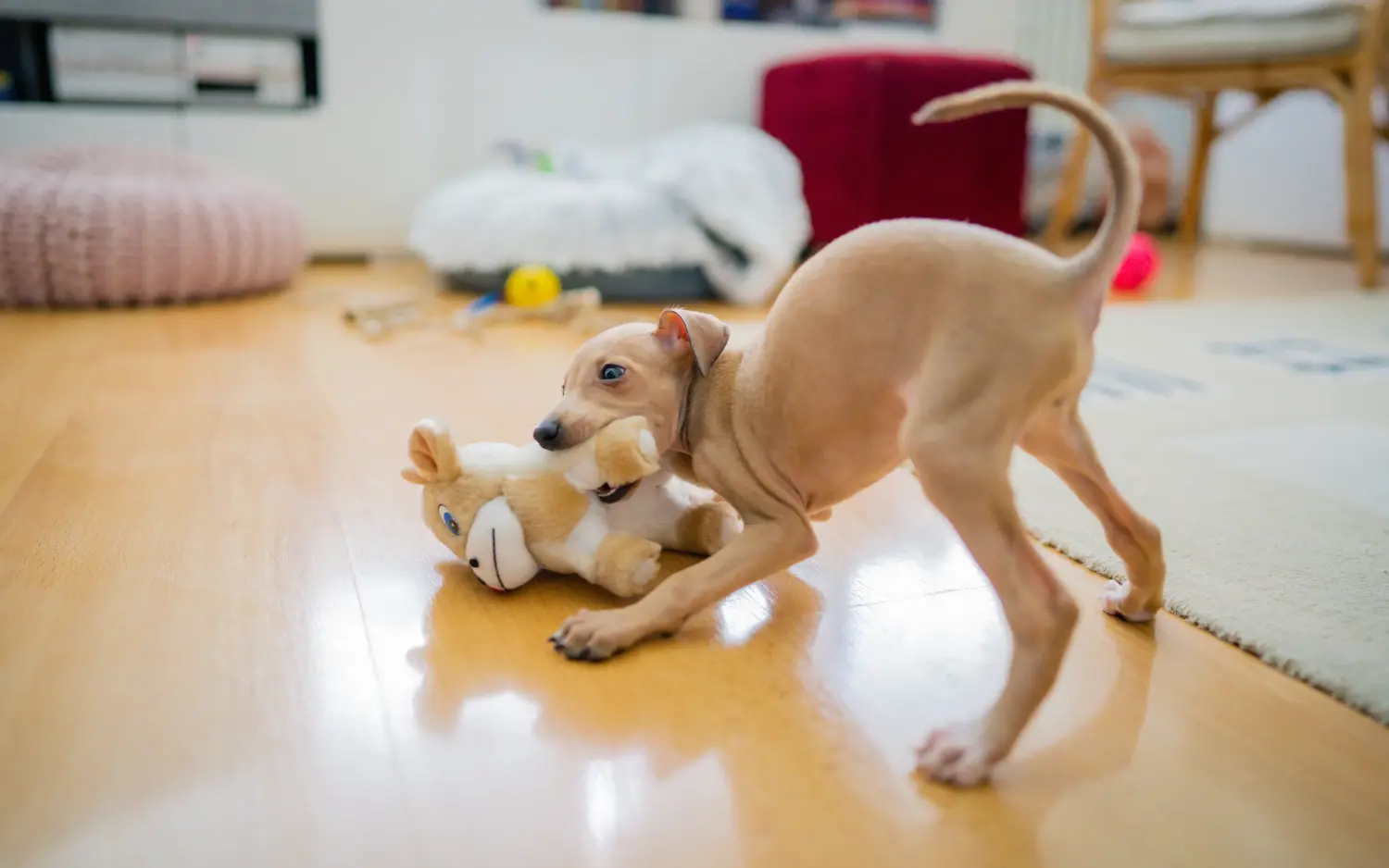 Buying an Italian Greyhound puppy means taking responsibility! Buy Italian wind chime puppies.