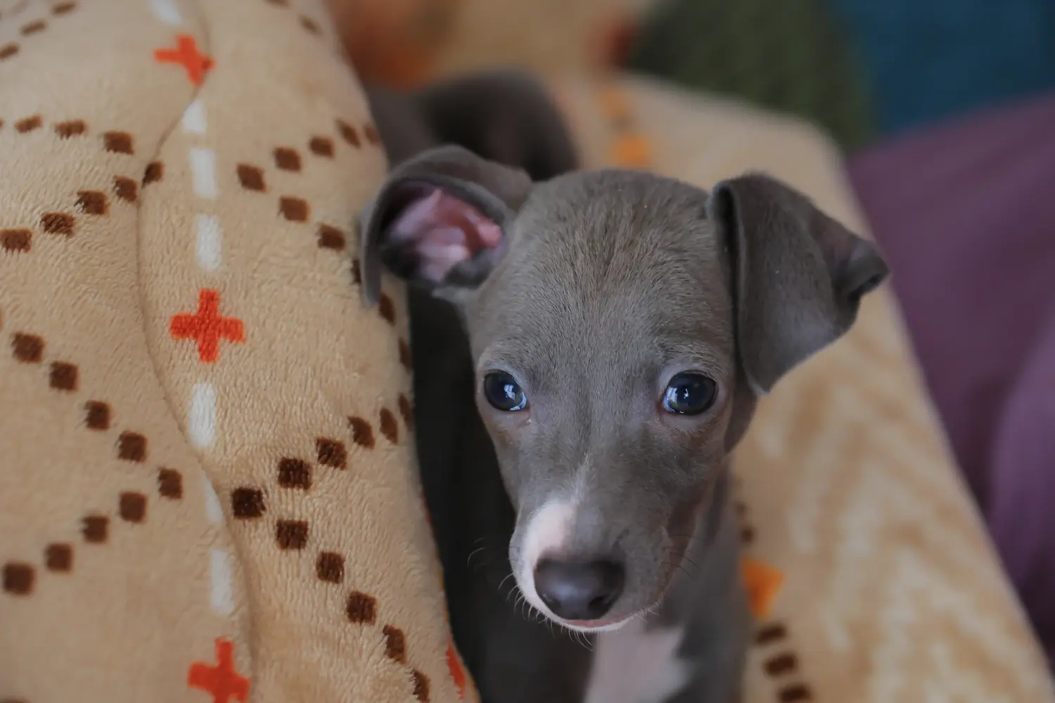 Buying an Italian Greyhound puppy means taking responsibility! Buy Italian wind chime puppies.