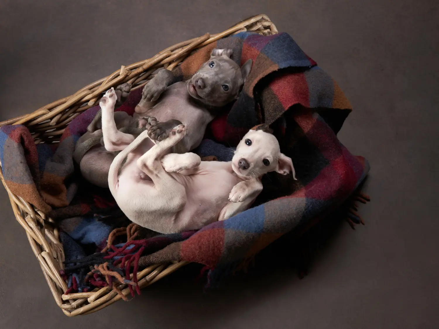 Buying an Italian Greyhound puppy means taking responsibility! Buy Italian wind chime puppies.