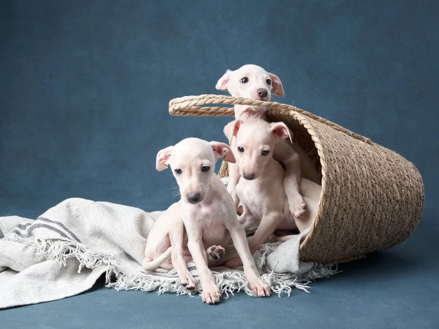 Buying an Italian Greyhound puppy means taking responsibility! Buy Italian wind chime puppies.