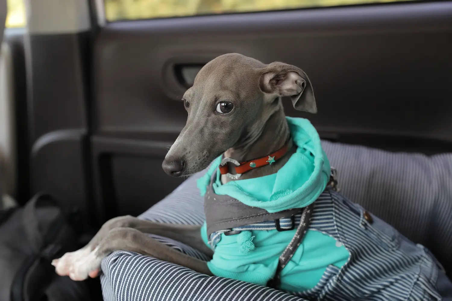 Buying an Italian Greyhound puppy means taking responsibility! Buy Italian wind chime puppies.