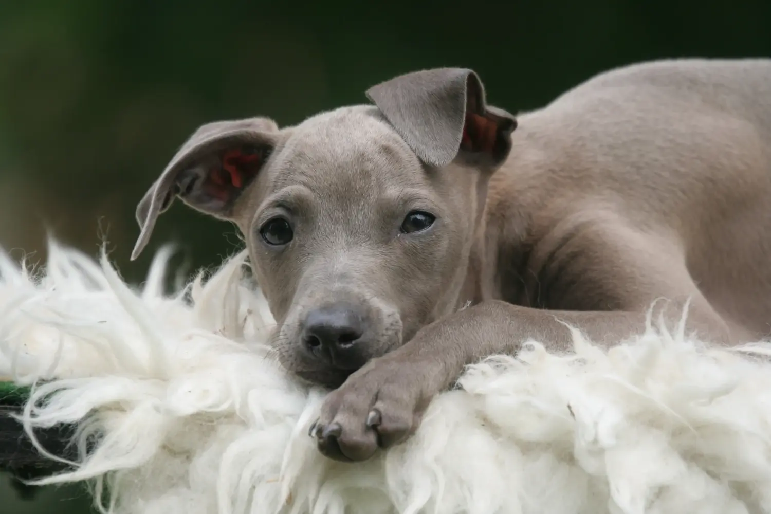 Buying an Italian Greyhound puppy means taking responsibility! Buy Italian wind chime puppies.