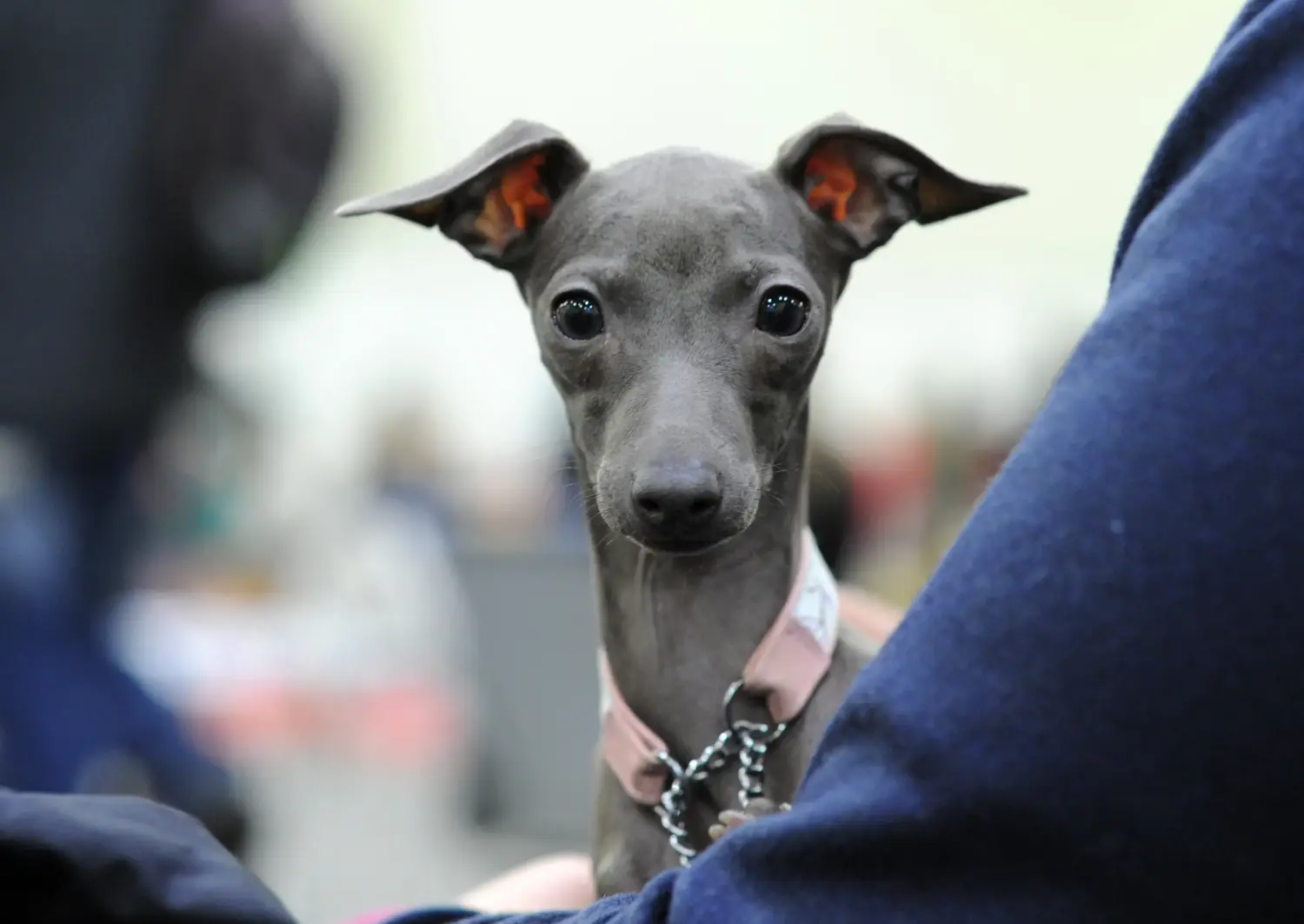 Buying an Italian Greyhound puppy means taking responsibility! Buy Italian wind chime puppies.