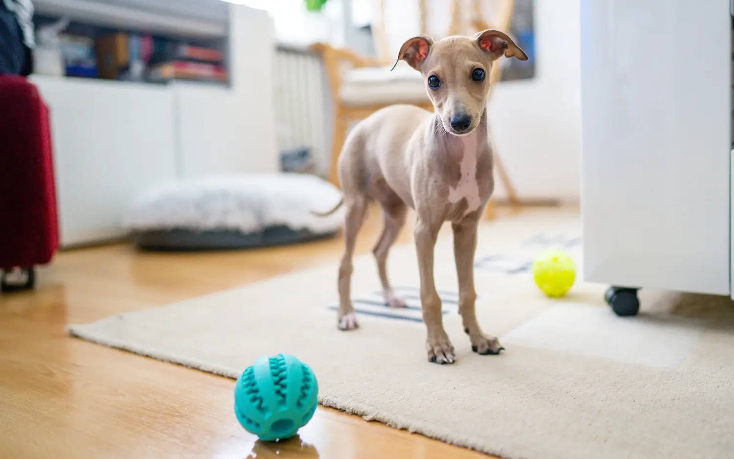 Buying an Italian Greyhound puppy means taking responsibility! Buy Italian wind chime puppies.