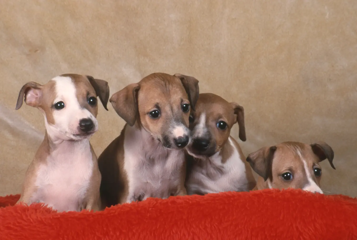 Buying an Italian Greyhound puppy means taking responsibility! Buy Italian wind chime puppies.