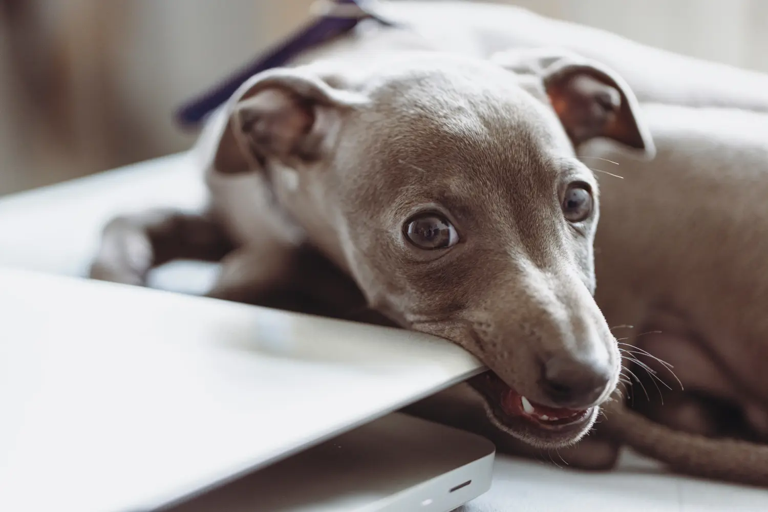 Buying an Italian Greyhound puppy means taking responsibility! Buy Italian wind chime puppies.