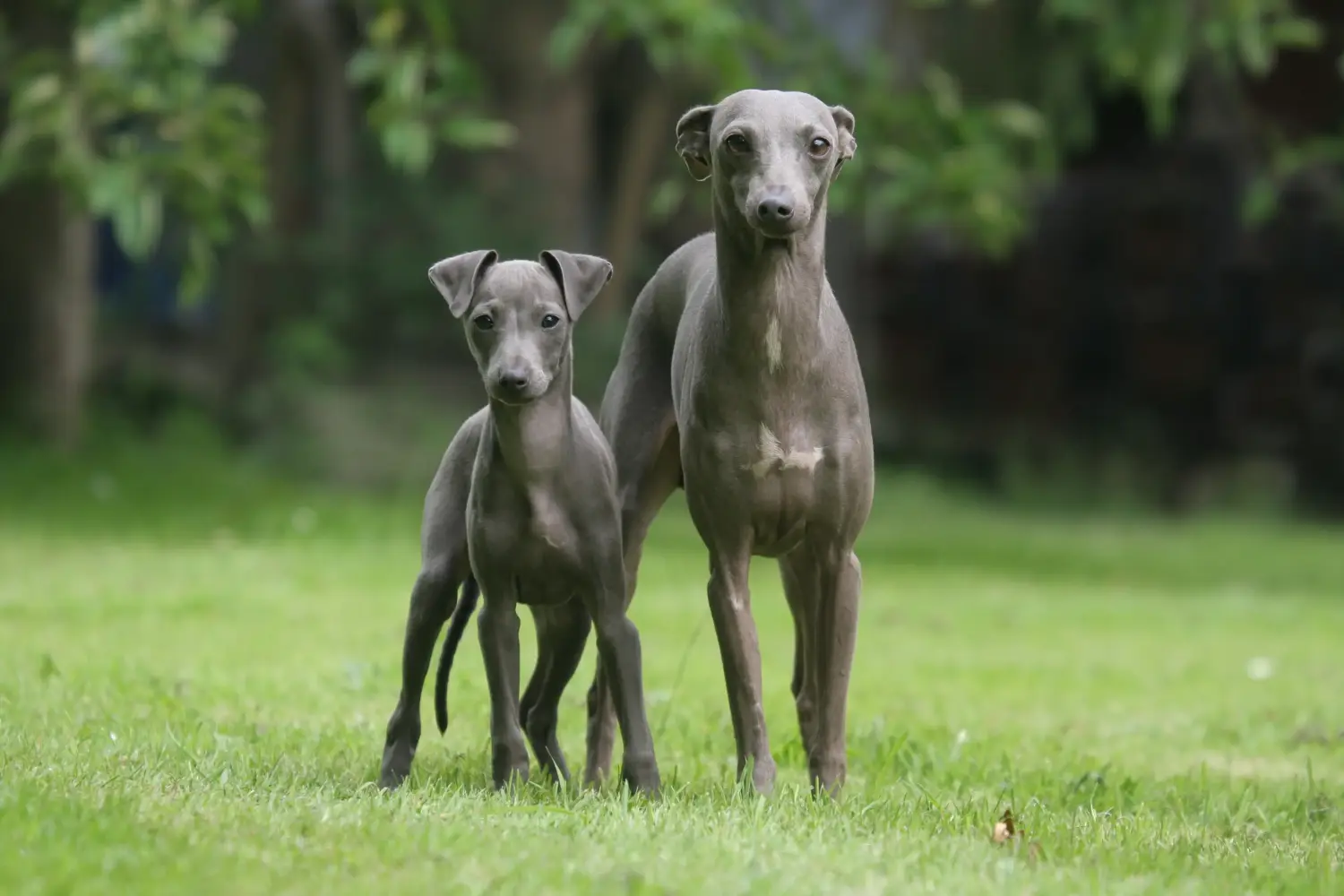 Buying an Italian Greyhound puppy means taking responsibility! Buy Italian wind chime puppies.