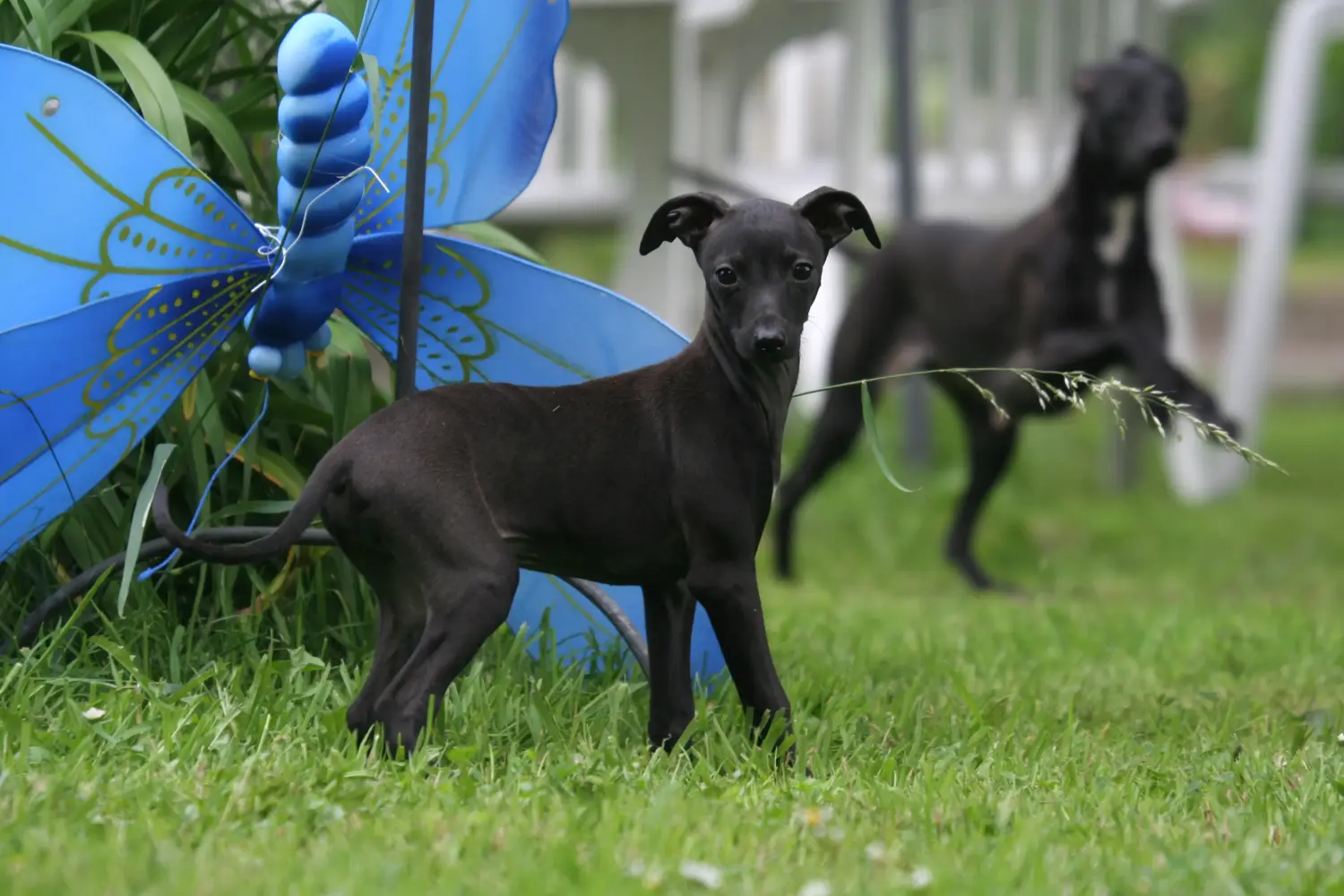 Buying an Italian Greyhound puppy means taking responsibility! Buy Italian wind chime puppies.