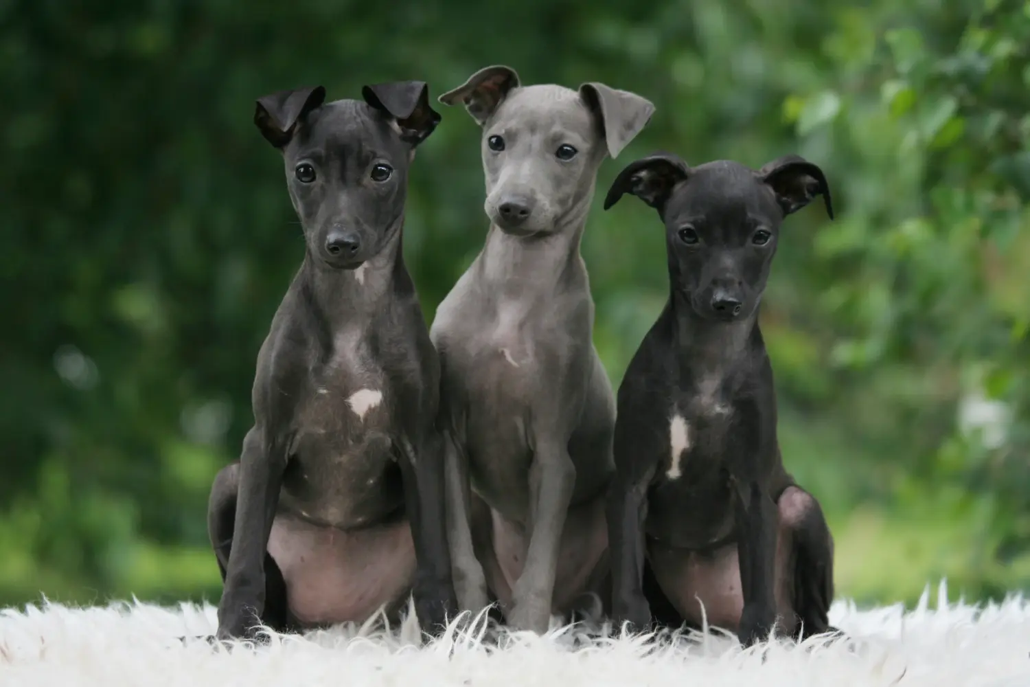 Buying an Italian Greyhound puppy means taking responsibility! Buy Italian wind chime puppies.