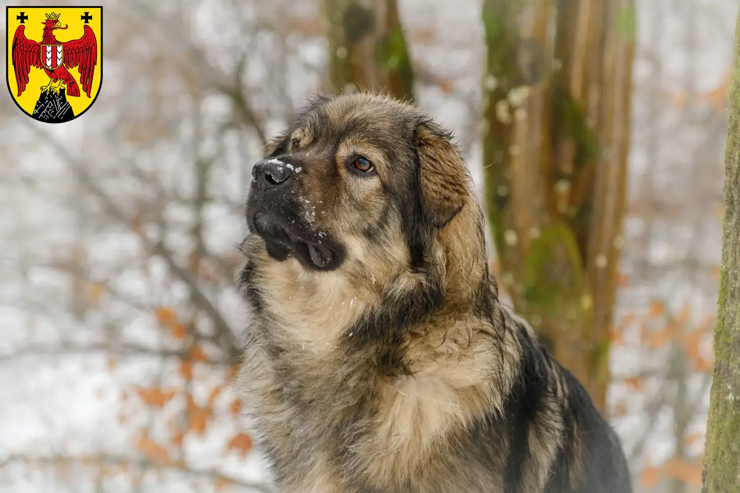Karst Sheepdog puppies and breeders Burgenland Here you can find Karst Sheepdog breeders im Burgenland.