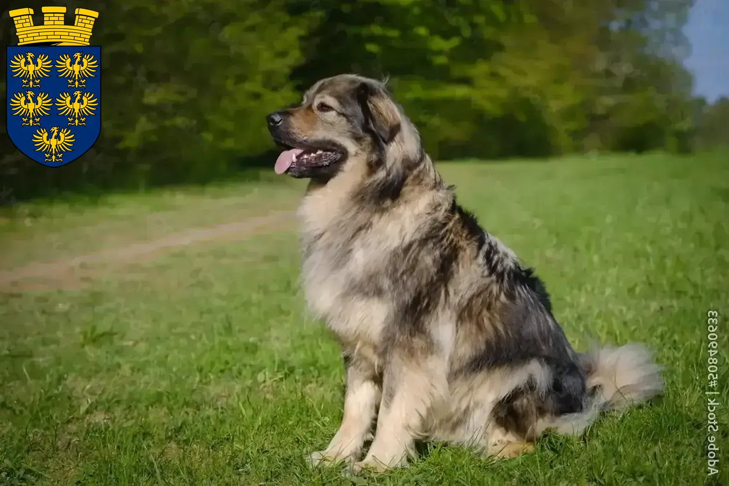 Karst Sheepdog puppies and breeders Lower Austria Here you can find Karst Sheepdog breeders in Lower Austria.