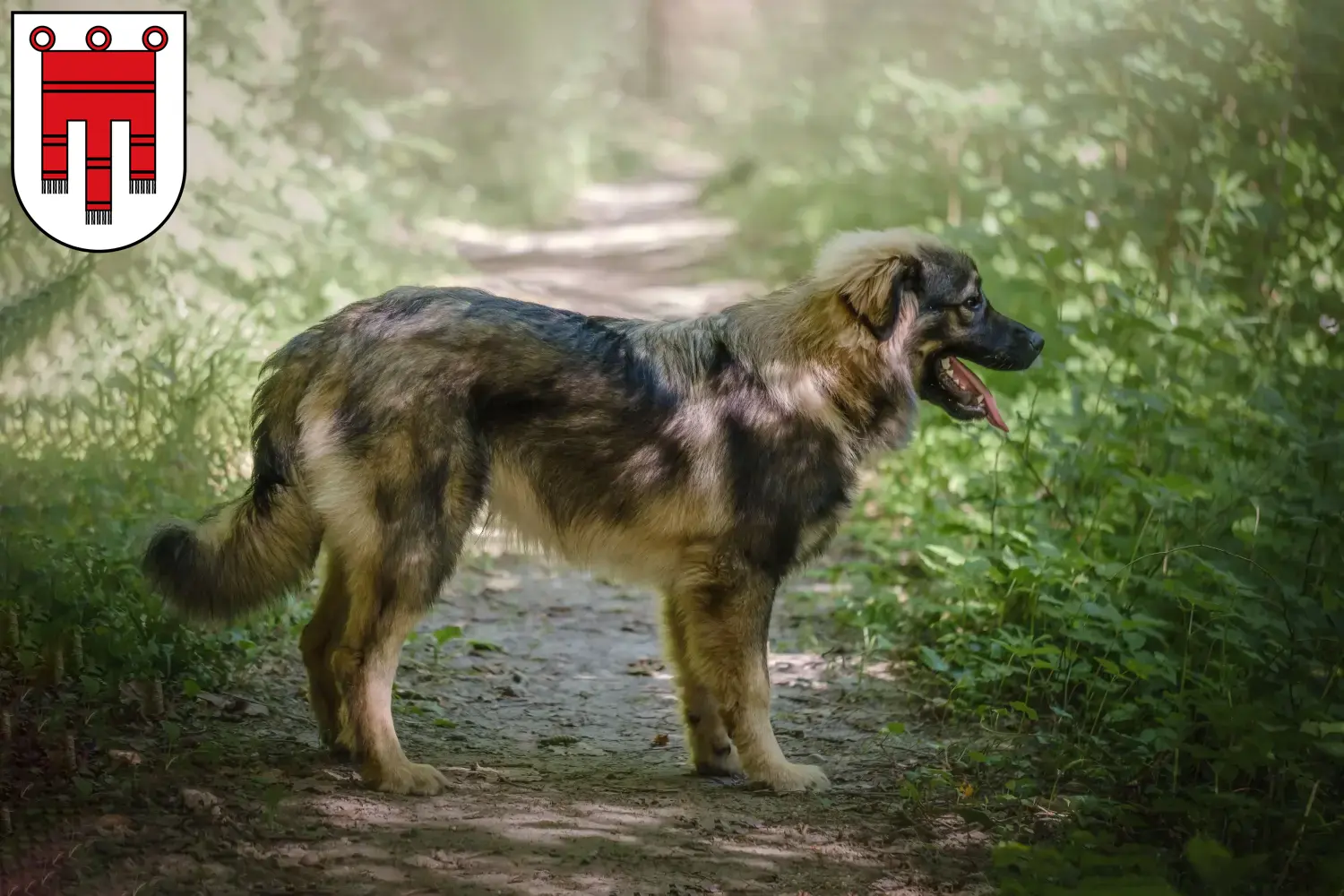 Karst Sheepdog puppies and breeders Vorarlberg Here you can find Karst Sheepdog breeders in Vorarlberg.