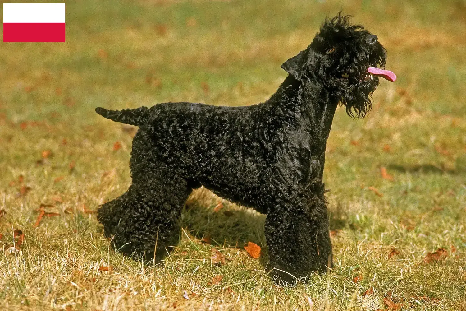 Kerry Blue Terrier puppies and breeders Poland Find Kerry Blue Terrier breeders in Poland here.