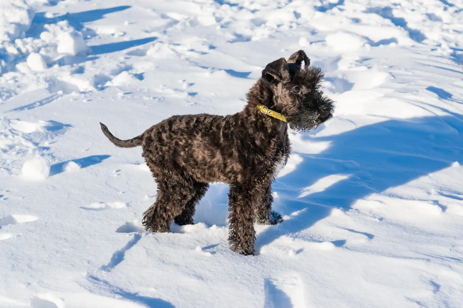 Buying a Kerry Blue Terrier puppy means taking responsibility! Buy Kerry Blue Terrier puppies.