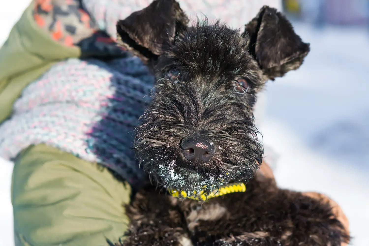 Buying a Kerry Blue Terrier puppy means taking responsibility! Buy Kerry Blue Terrier puppies.