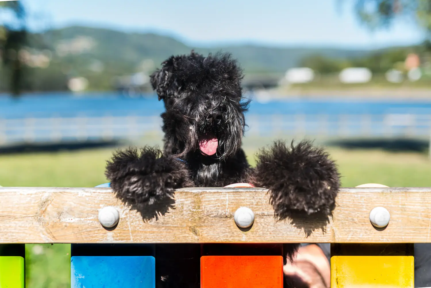 Buying a Kerry Blue Terrier puppy means taking responsibility! Buy Kerry Blue Terrier puppies.