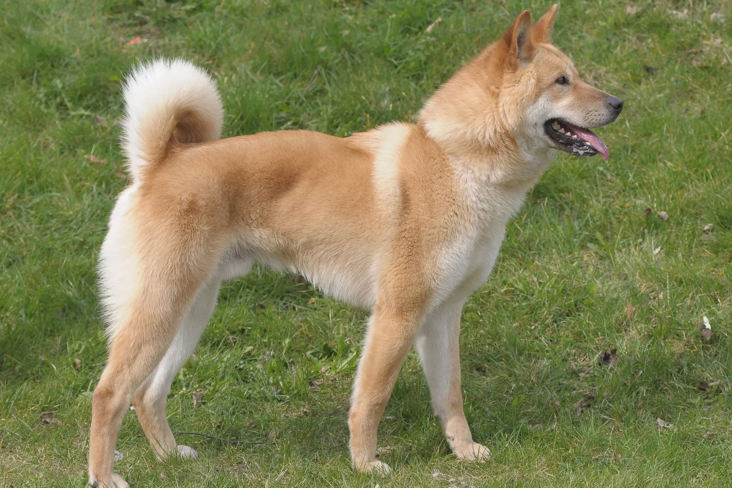 Read more about the article Korea Jindo Dog Breeder