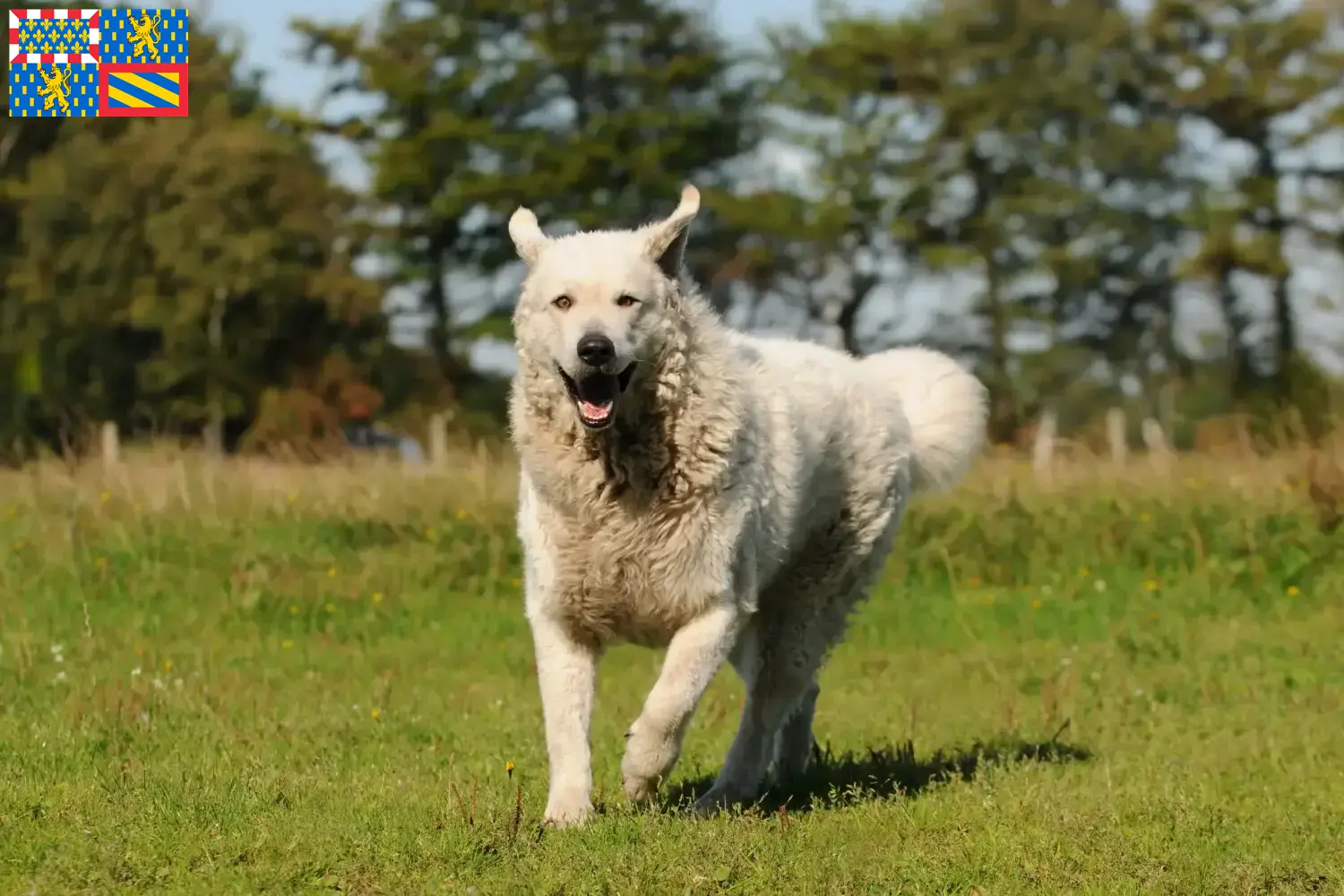 Kuvasz puppies and breeder Bourgogne-Franche-Comté Find Kuvasz breeders in Bourgogne-Franche-Comté.