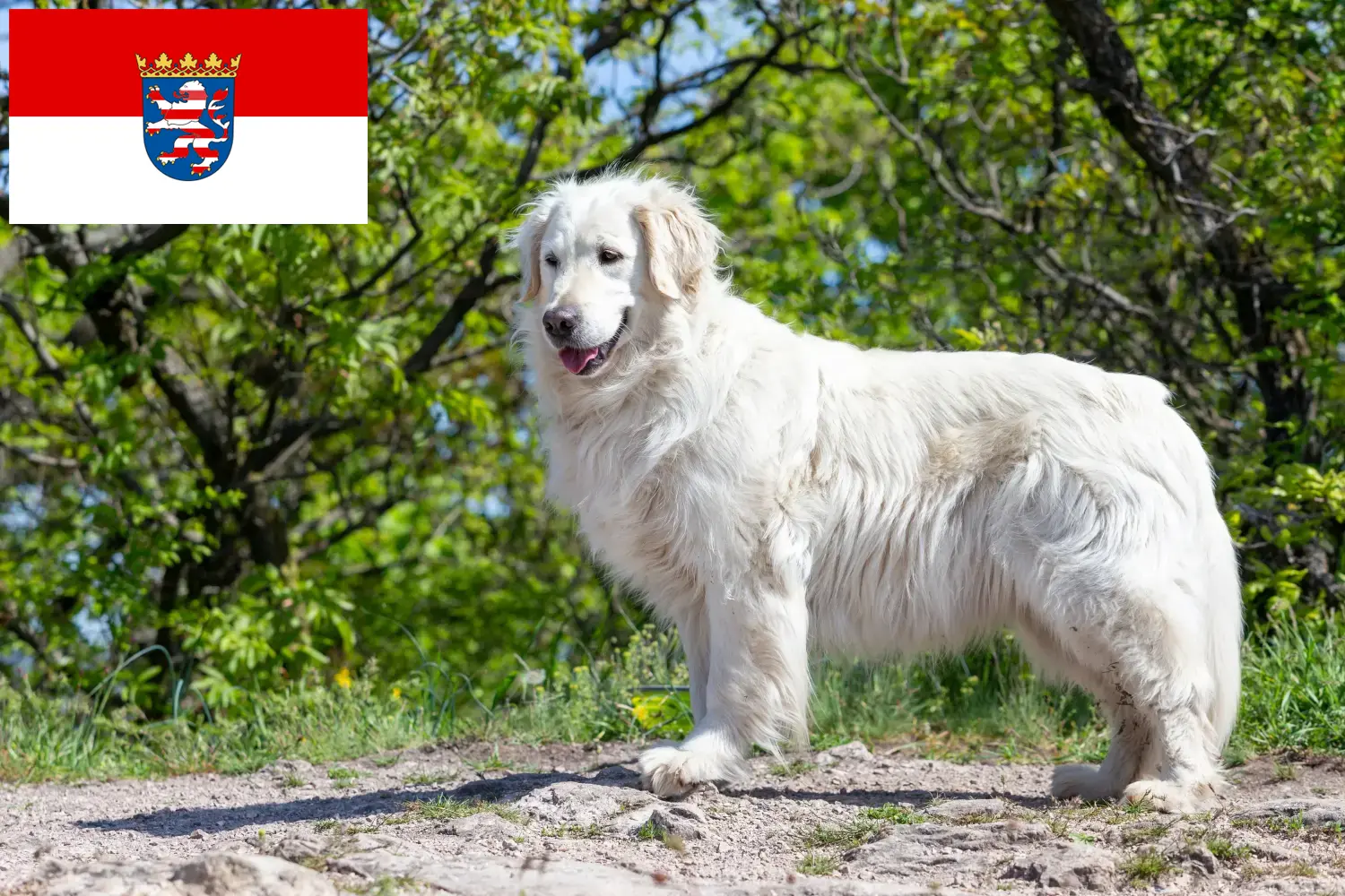 Kuvasz puppies and breeder Hessen Here you can find Kuvasz breeders in Hessen.