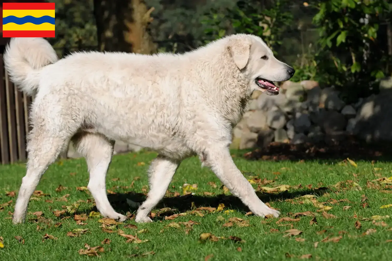 Kuvasz puppies and breeders Overijssel Find Kuvasz breeders in Overijssel.