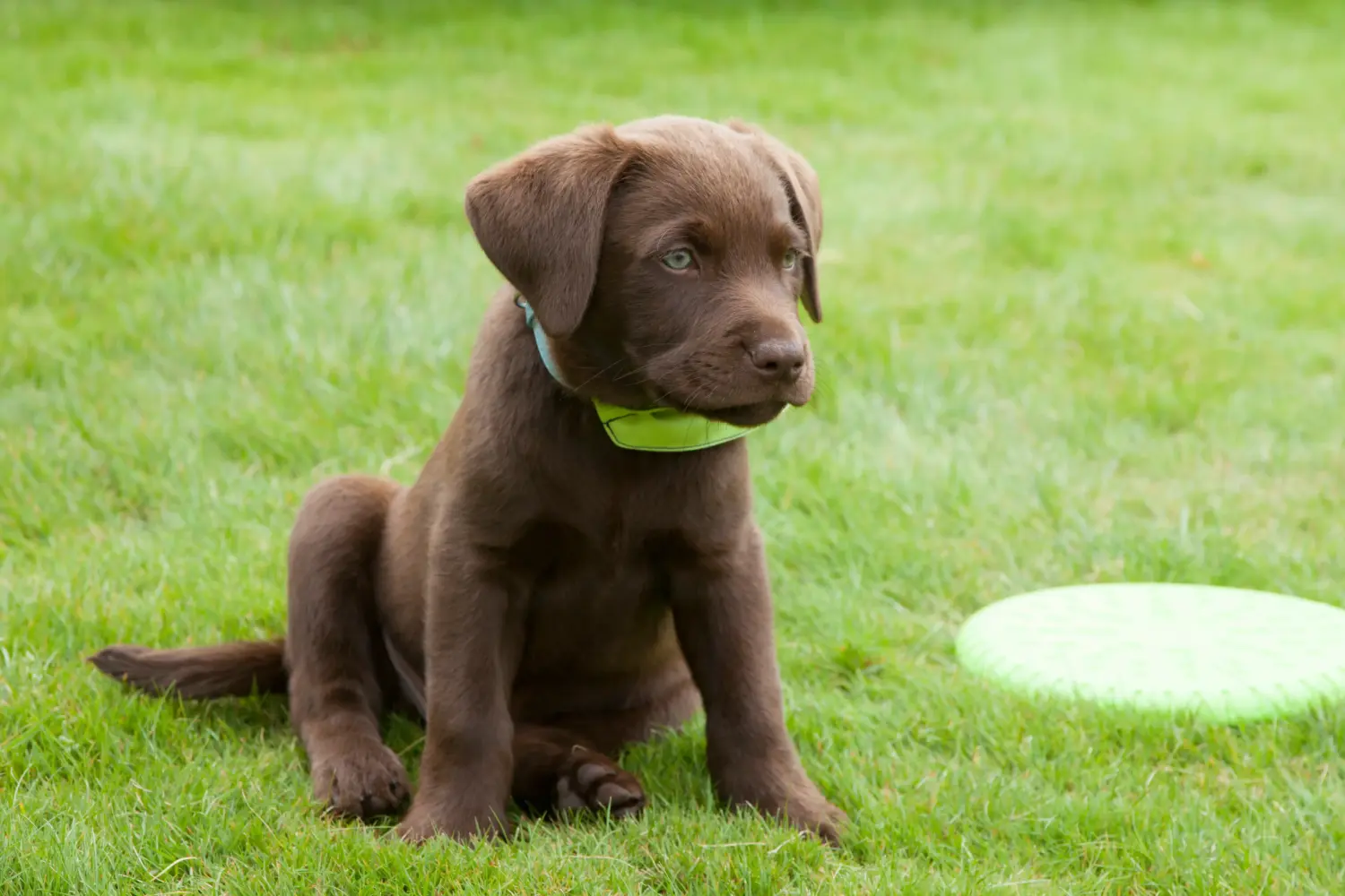 Buying a Labrador puppy means taking responsibility! Buy Labrador puppies.