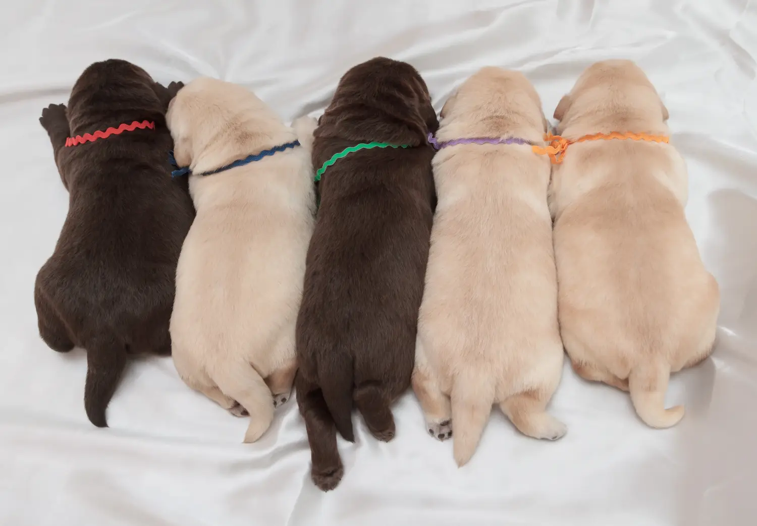 Buying a Labrador puppy means taking responsibility! Buy Labrador puppies.