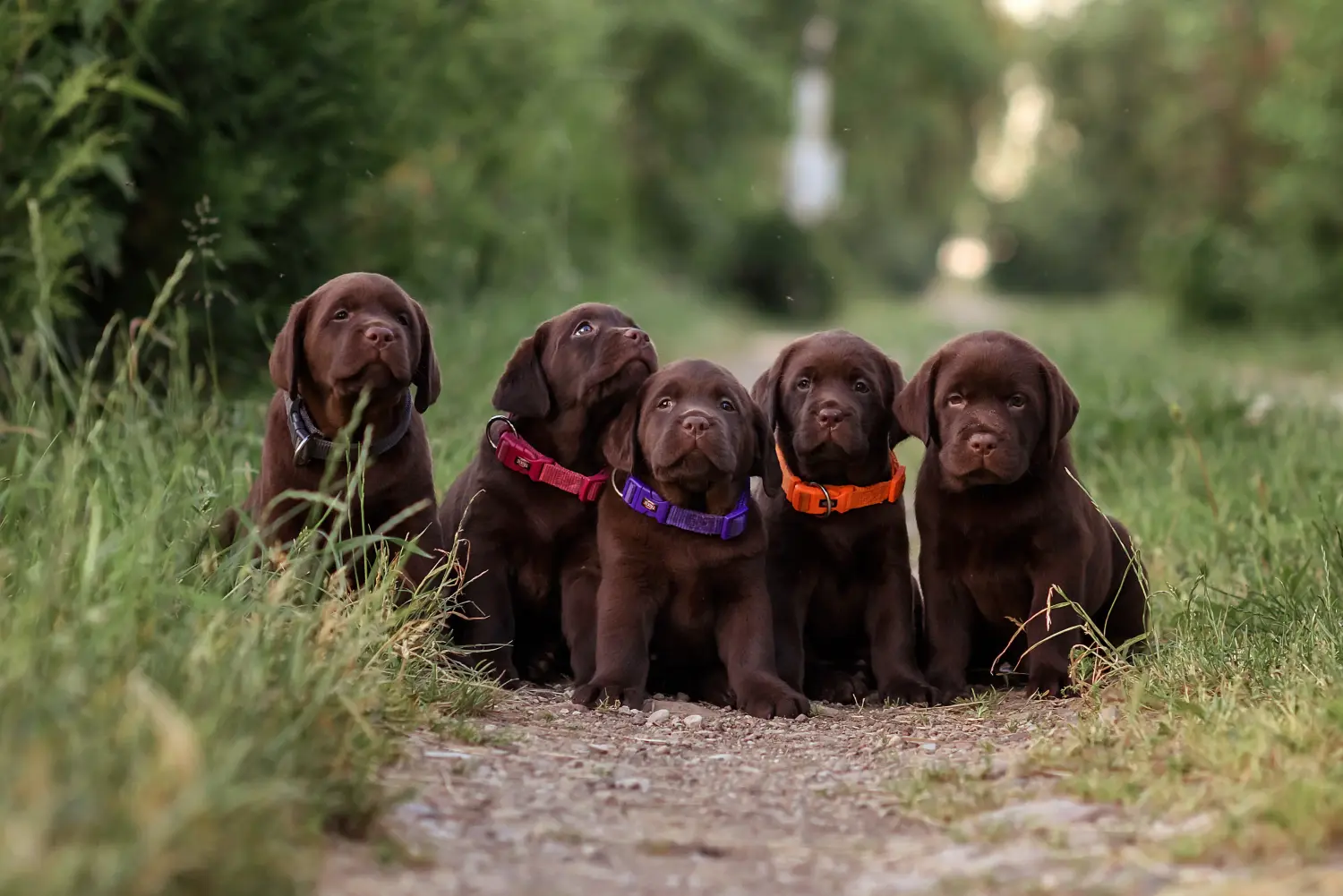 Buying a Labrador puppy means taking responsibility! Buy Labrador puppies.