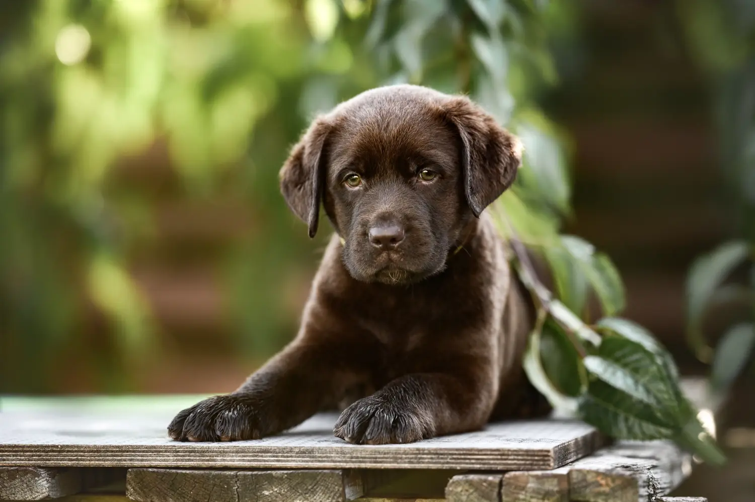 Buying a Labrador puppy means taking responsibility! Buy Labrador puppies.