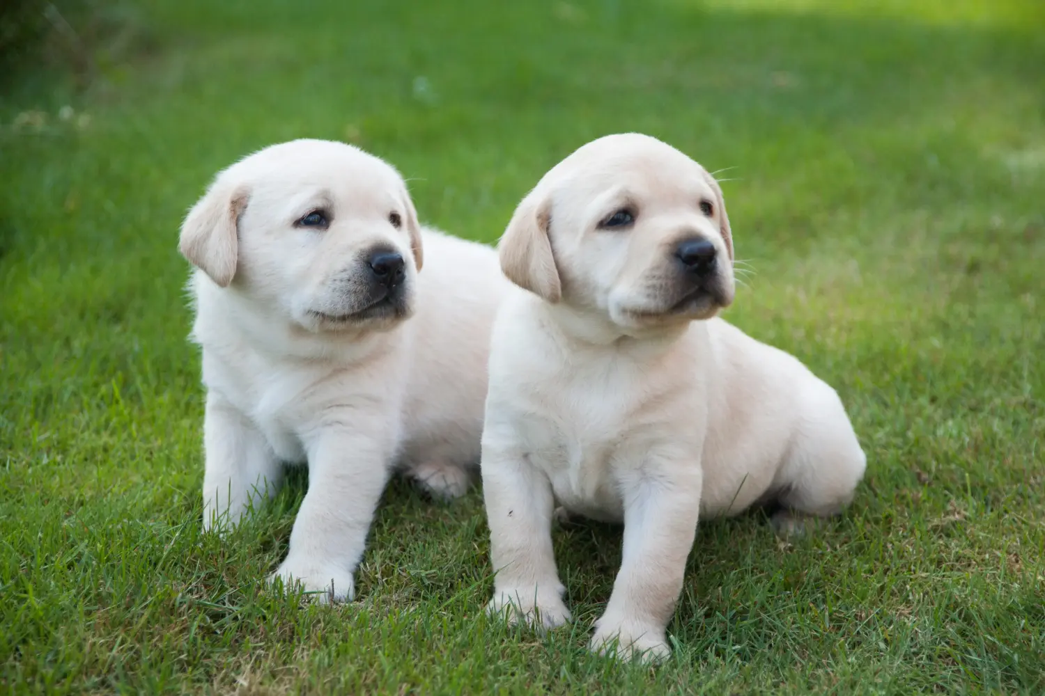 Buying a Labrador puppy means taking responsibility! Buy Labrador puppies.