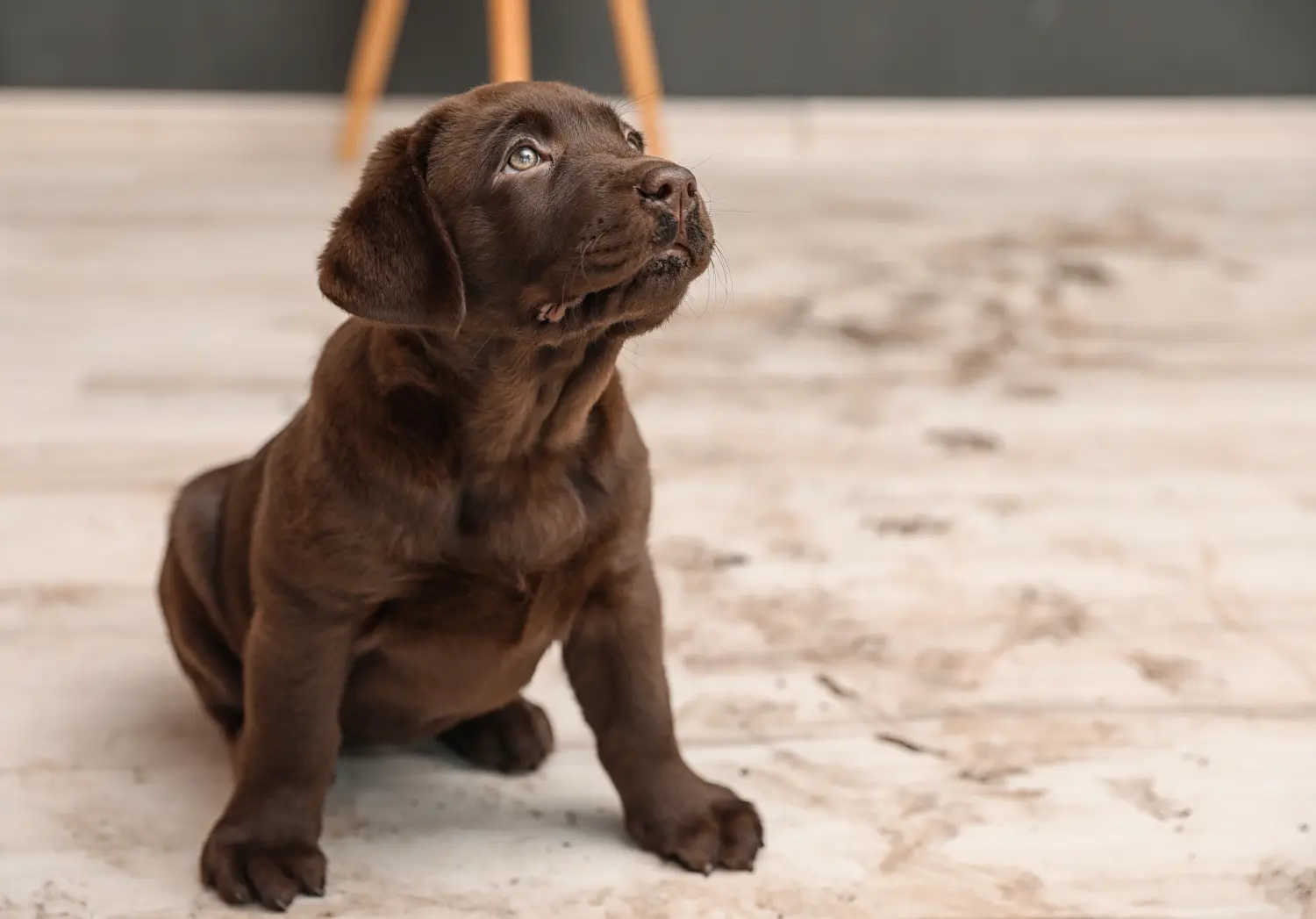 Buying a Labrador puppy means taking responsibility! Buy Labrador puppies.