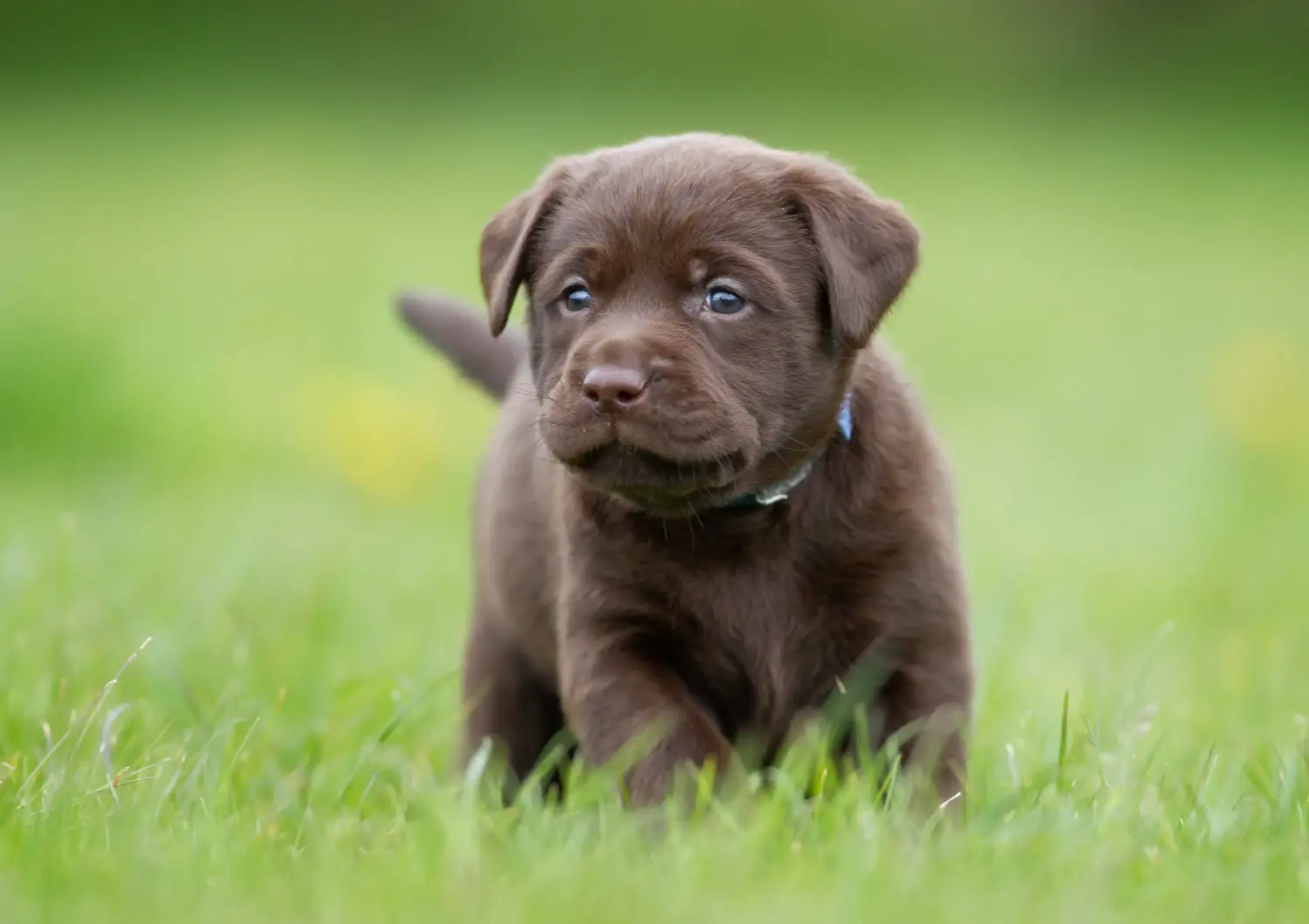 Buying a Labrador puppy means taking responsibility! Buy Labrador puppies.
