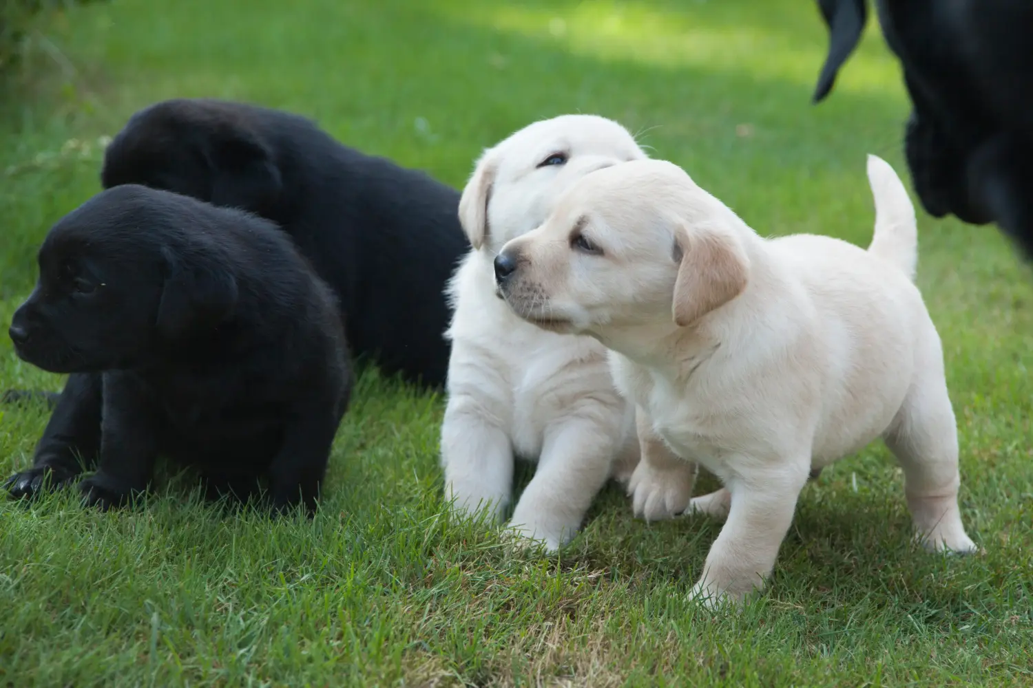 Buying a Labrador puppy means taking responsibility! Buy Labrador puppies.
