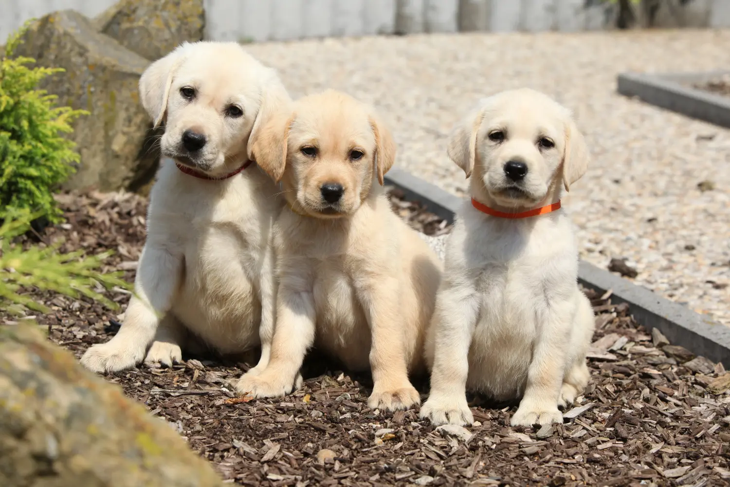 Buying a Labrador puppy means taking responsibility! Buy Labrador puppies.