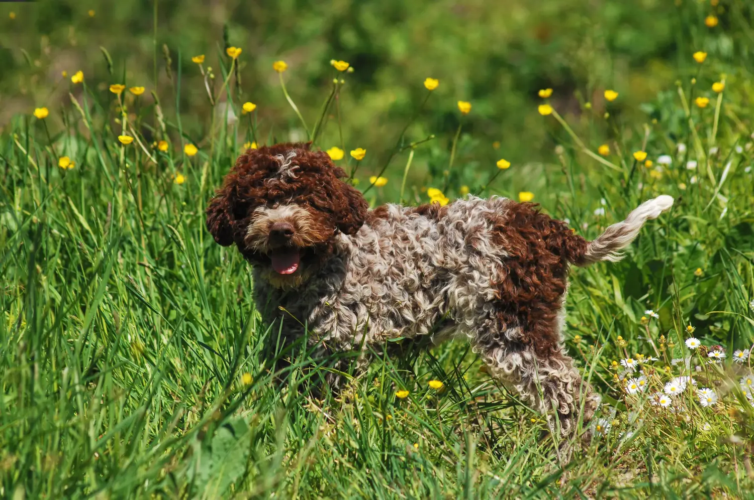 Buying a Lagotto Romagnolo puppy means taking responsibility! Buy Lagotto Romagnolo puppies.