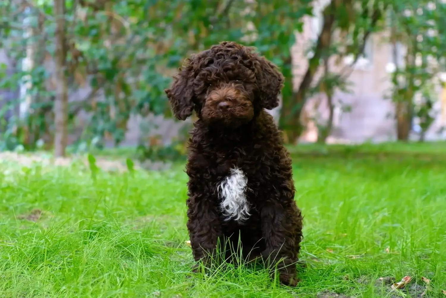 Buying a Lagotto Romagnolo puppy means taking responsibility! Buy Lagotto Romagnolo puppies.