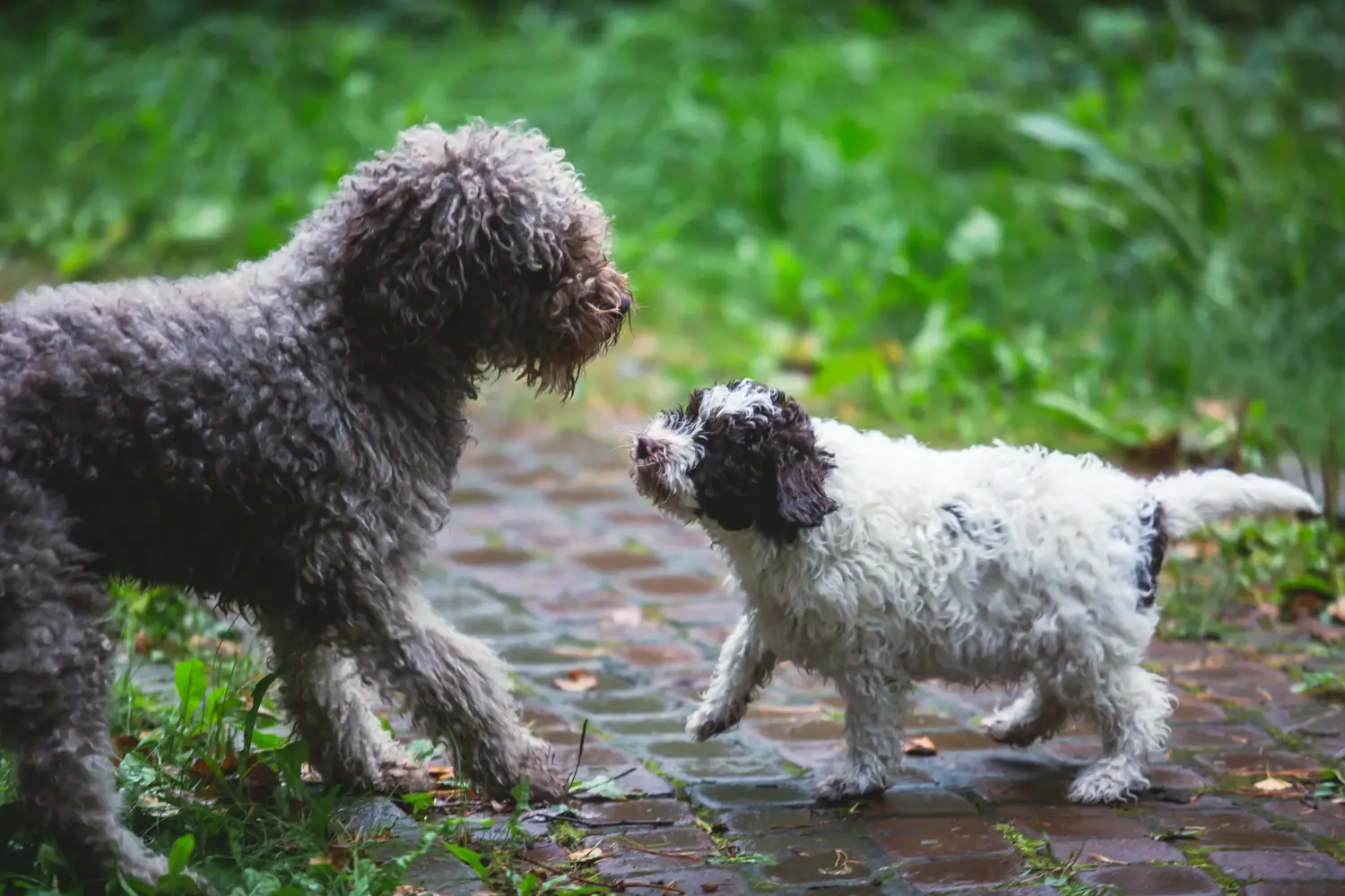 Buying a Lagotto Romagnolo puppy means taking responsibility! Buy Lagotto Romagnolo puppies.