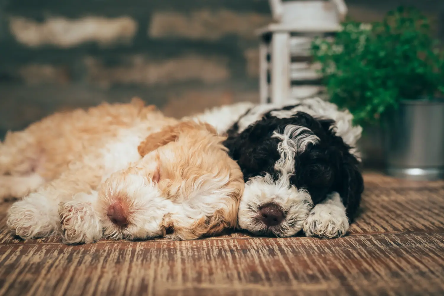 Buying a Lagotto Romagnolo puppy means taking responsibility! Buy Lagotto Romagnolo puppies.