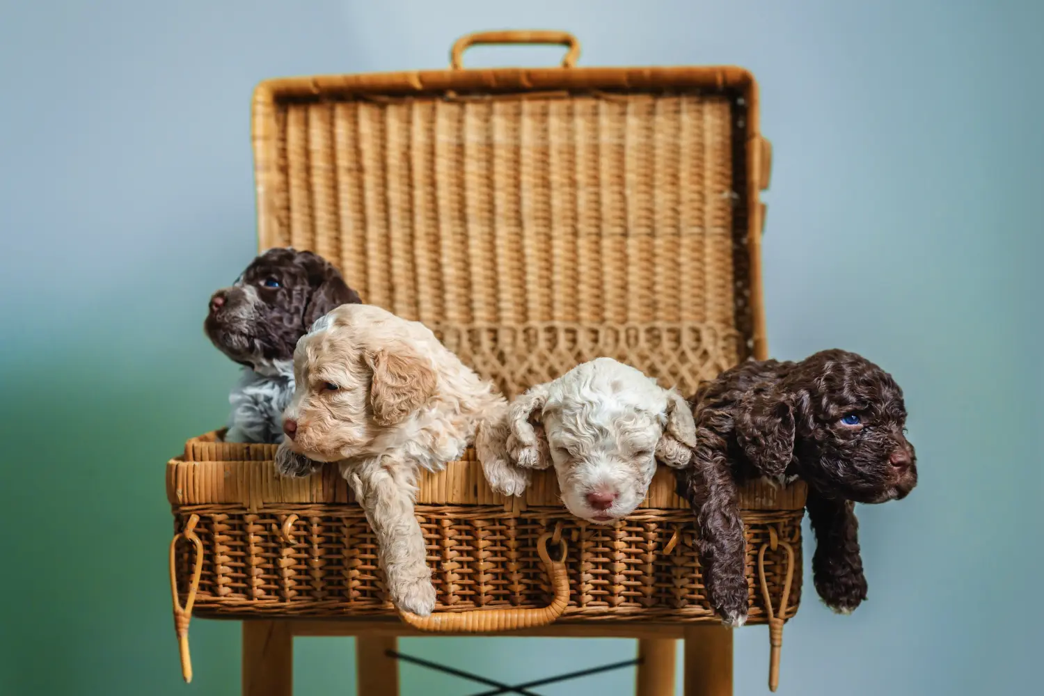 Buying a Lagotto Romagnolo puppy means taking responsibility! Buy Lagotto Romagnolo puppies.