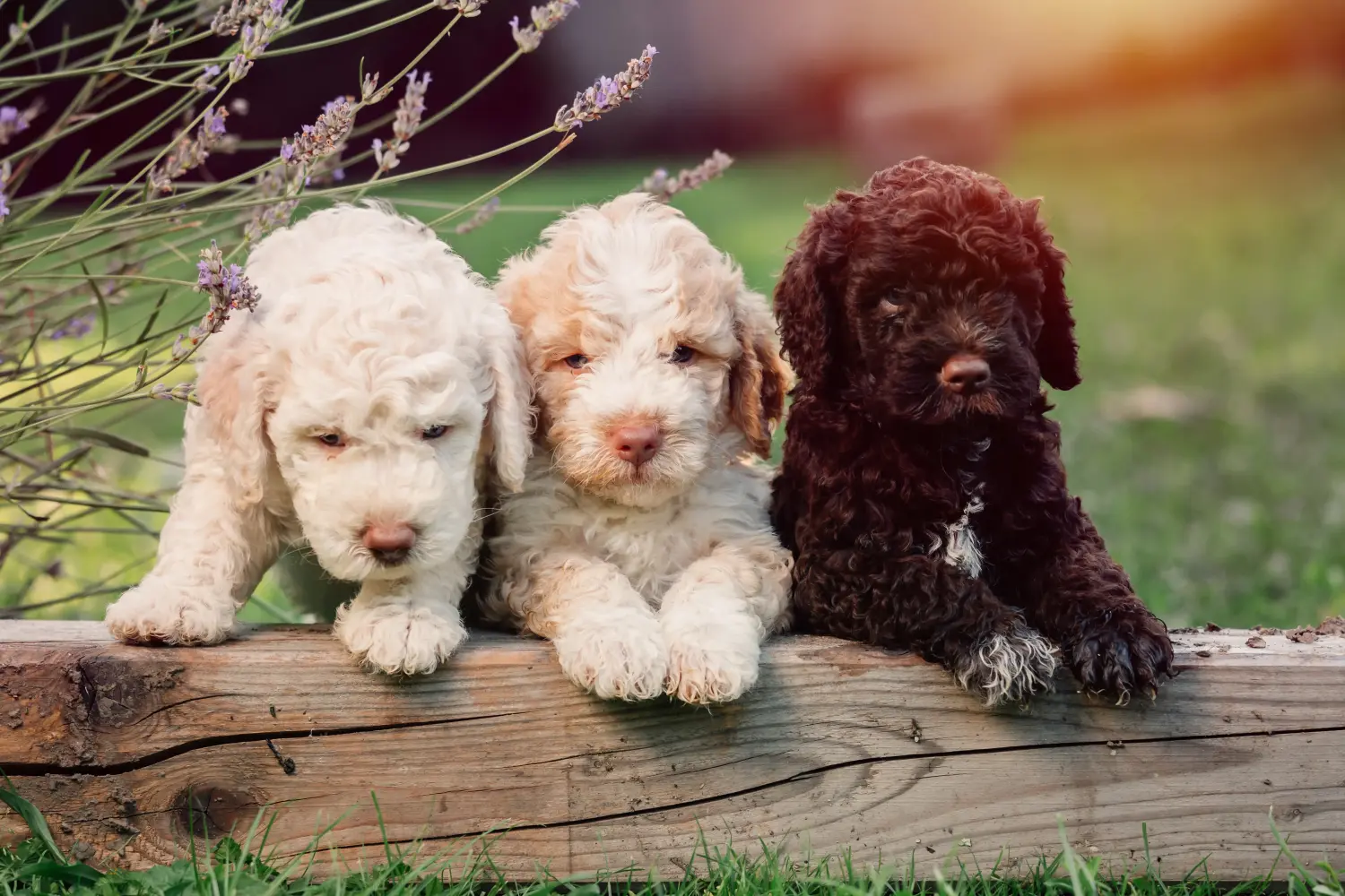 Buying a Lagotto Romagnolo puppy means taking responsibility! Buy Lagotto Romagnolo puppies.