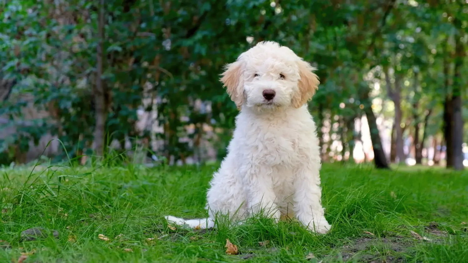 Buying a Lagotto Romagnolo puppy means taking responsibility! Buy Lagotto Romagnolo puppies.
